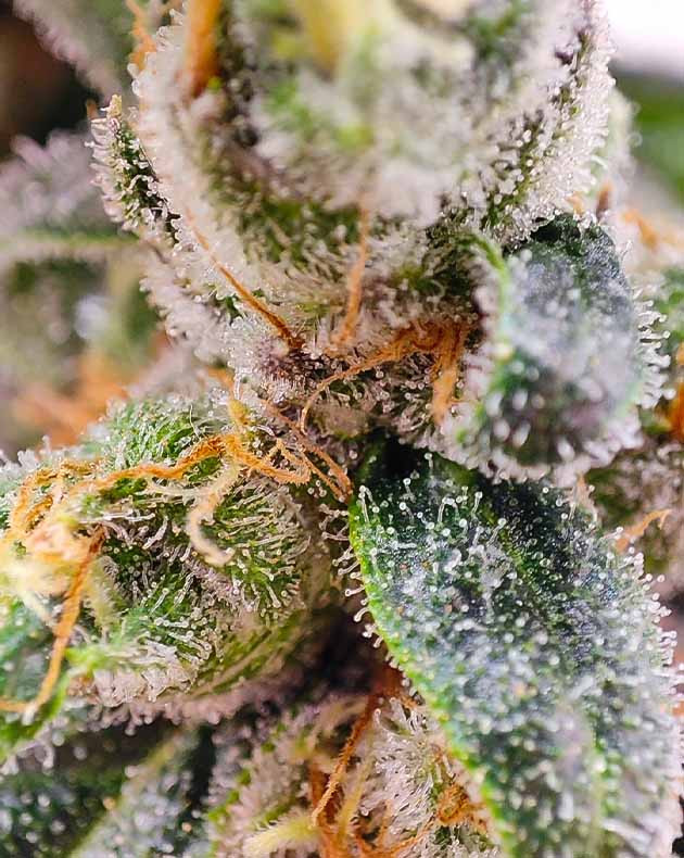 Подготовка к харвесту конопли Dozy Doz