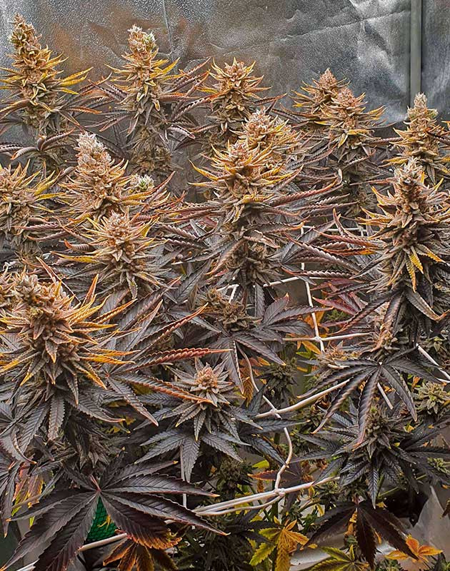 Куст Planet of the Grapes RBX на 15 неделе