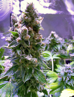 Освещение марихуаны