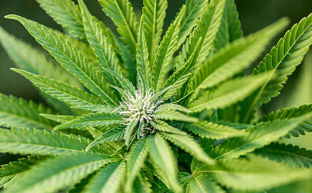 Трудности выращивания сативы в открытом грунте