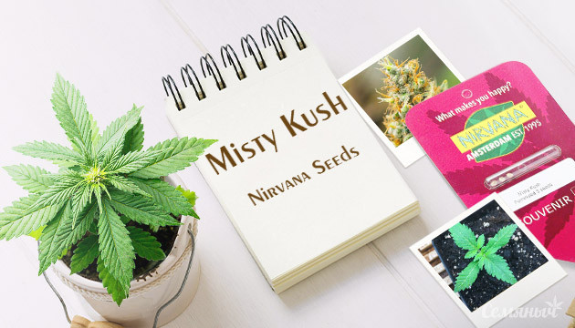Гроурепорт сорта марихуаны Misty Kush