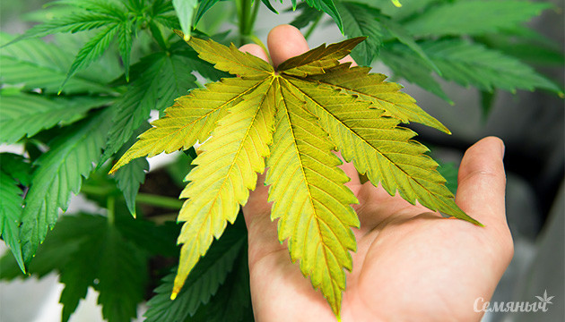 Почему желтеют листья конопли?