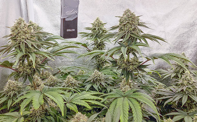 Цветение: время наблюдения и ухода