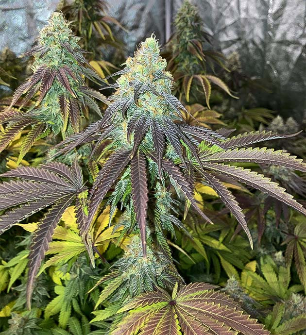 Куст конопли Liberty Haze на 14-15 неделе выращивания