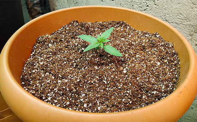 Росток марихуаны 7 см