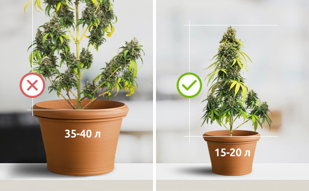Выбор 15-20 литровых горшков для сативы