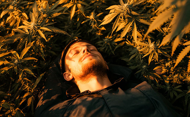 Как подобрать терпены и сорта для сна