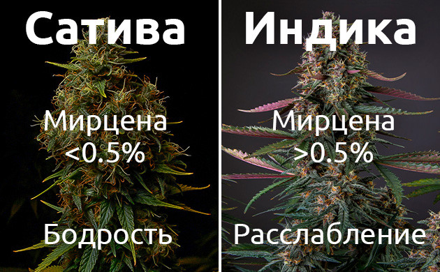 Процентное содержание мирцена и эффект от него