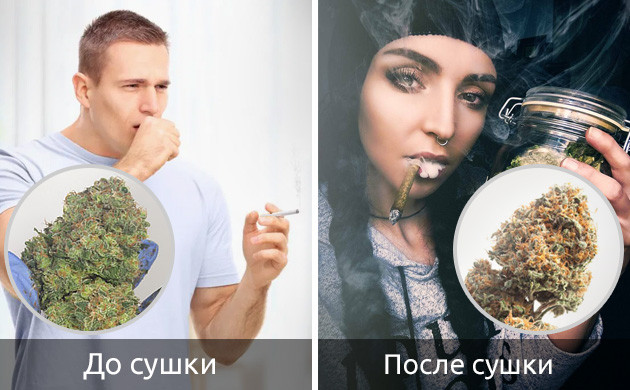 Без сушки конопли будет болеть горло и кашель