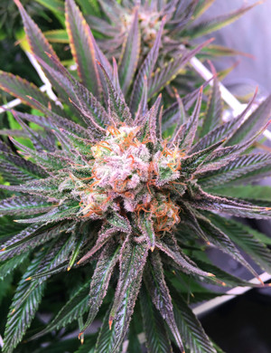 Фиолетовое соцветие Glookies