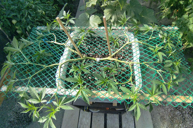 Треснувший ствол каннабиса после подвязки