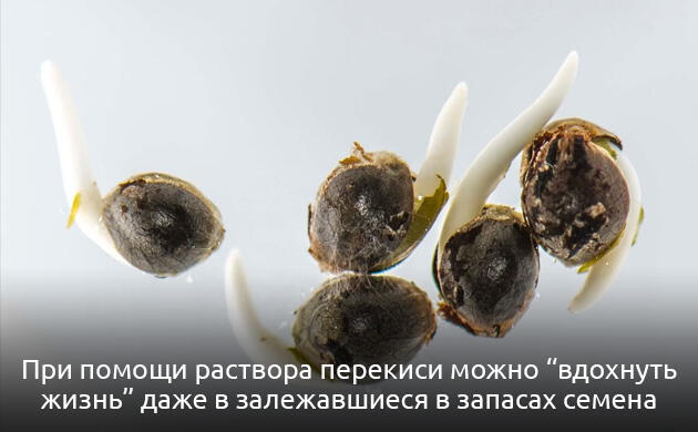Проращивание старых семян конопли в растворе перекиси водорода