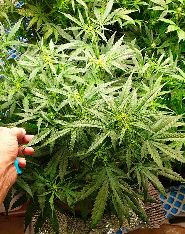 Куст Smoothie Auto № 1