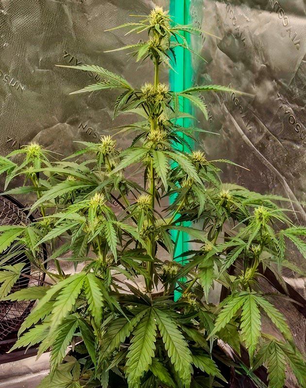 Конопля ростом 61 см