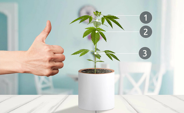 3 узла на каннабисе