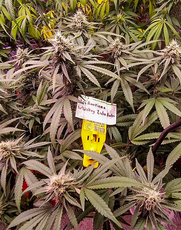 Конопля на 8 неделе роста