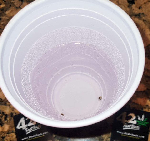 Проращивание Ztrawberriez Auto