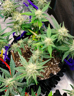 Соцветия с большим количеством волосков