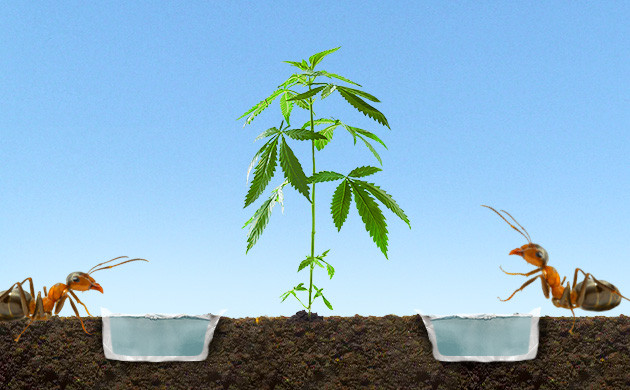 Ров наполненный водой вокруг куста конопли