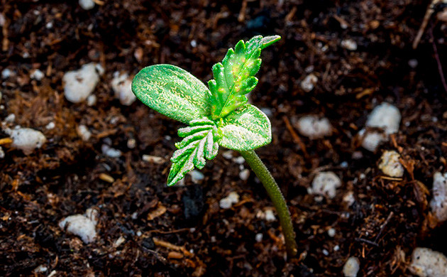 Борьба с вредителями на стадии рассады