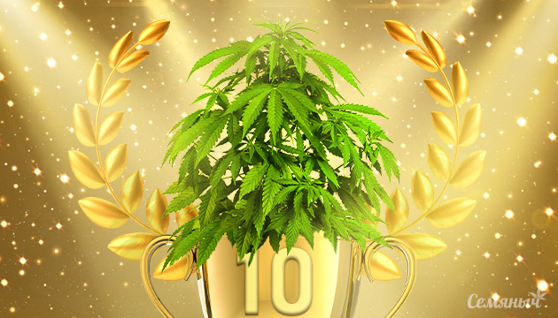 Топ 10 сорта конопли