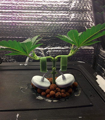 LST тренировка конопли Fruit Punch fem