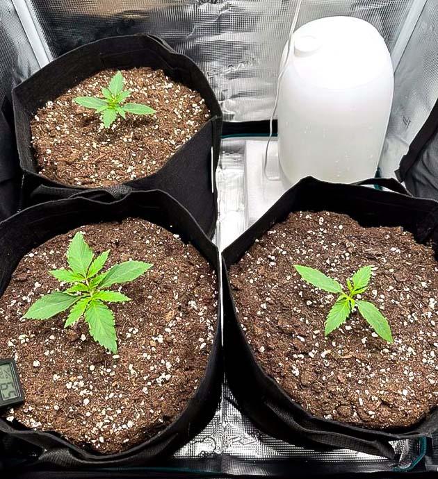 Конопля ростом 7 см