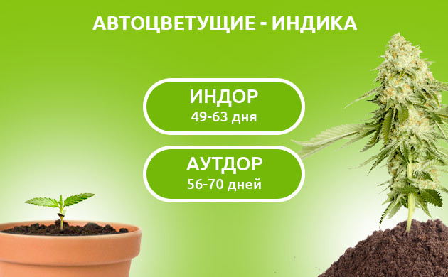 Время созревания автиков индики