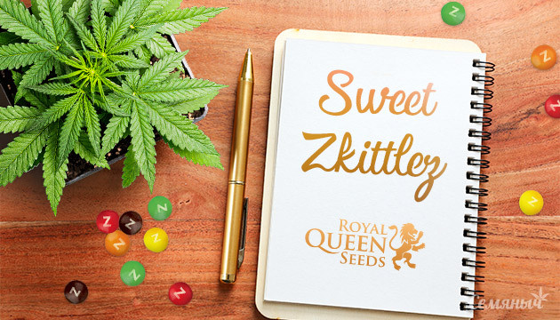 Гроурепорт сорта марихуаны Sweet ZZ