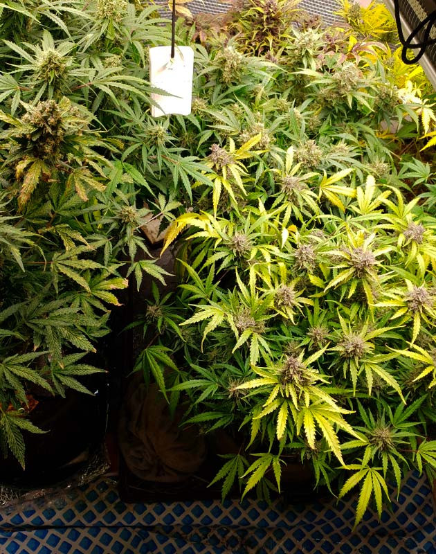 Потемнение соцветий на одном кусте