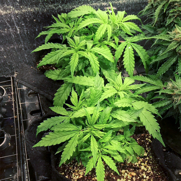 Куст Super Skunk Auto на 4 неделе