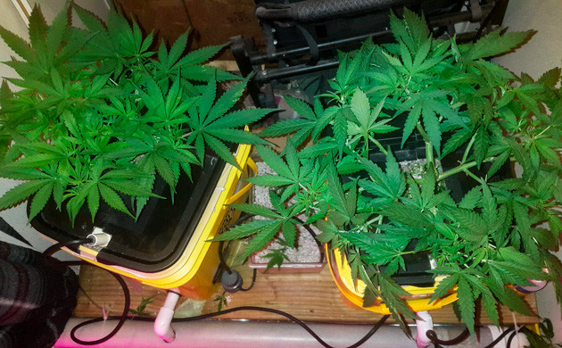 Кусты на пятой неделе