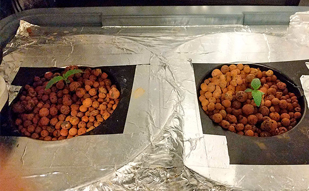 1 неделя Tutankhamon от Pyramid Seeds