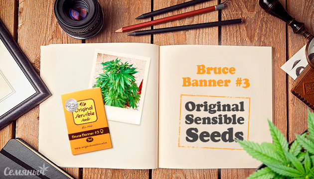 Выращивание сорта конопли Bruce Banner #3 в открытом грунте