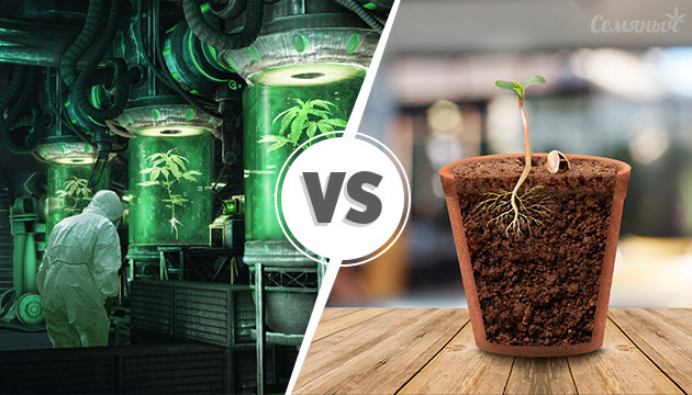 Выбор между клонами саменами