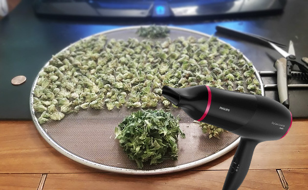 Сушка конопли феном