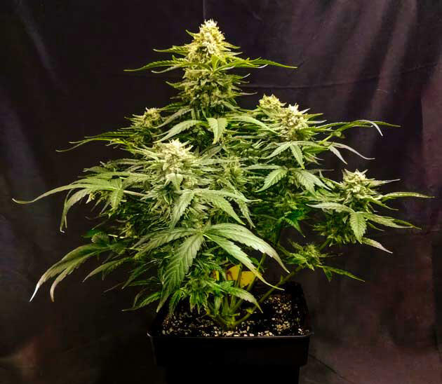 Высота куста сорта Mint Jelly Auto 52 см