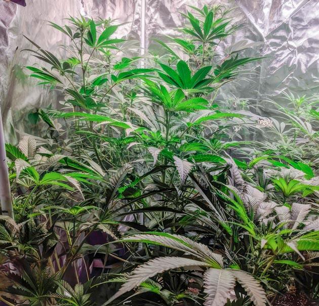 Куст Jealousy Kush fem на 8 неделе выращивания