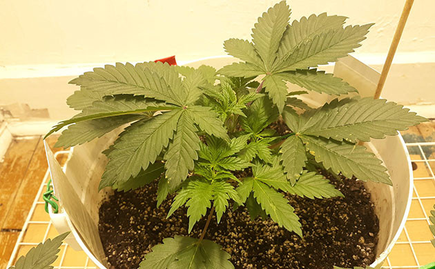 Обрезка верхушки куста каннабиса