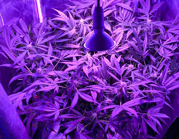 Густой куст каннабиса