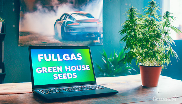 Гроурепорт Fullgas от Green House Seeds