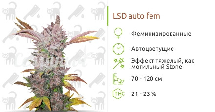 LSD auto от Семяныча