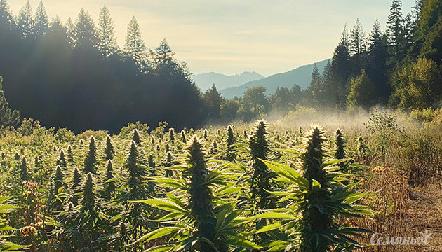 Округ Humboldt – рай для любителей марихуаны