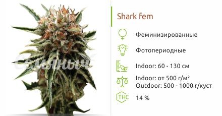 Shark fem (Pyramid Seeds)