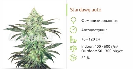 Stardawg Auto от FastBuds