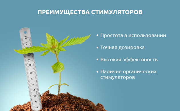 Преимущества стимуляторов цветения марихуаны