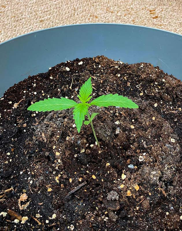 Росток Guava Auto от FastBuds на 1 неделе выращивания