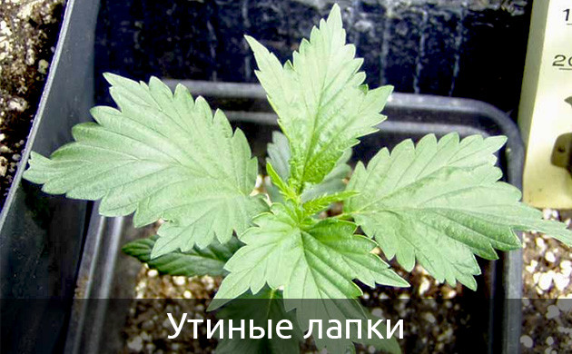 Листья конопли сросшиеся в местах между пальцами