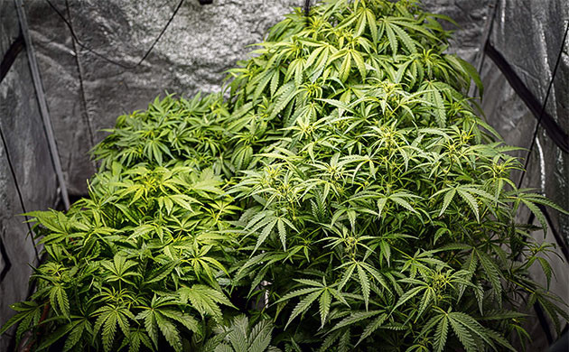 Появление шишек конопли