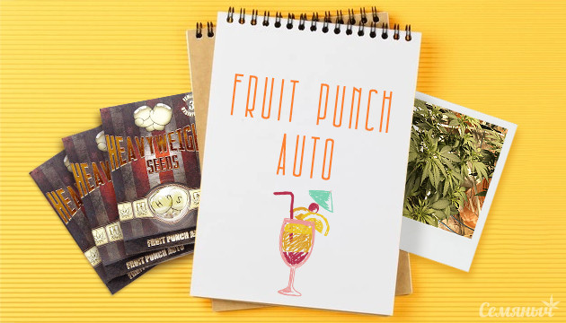 Гроурепорт сорта марихуаны Fruit Punch Auto